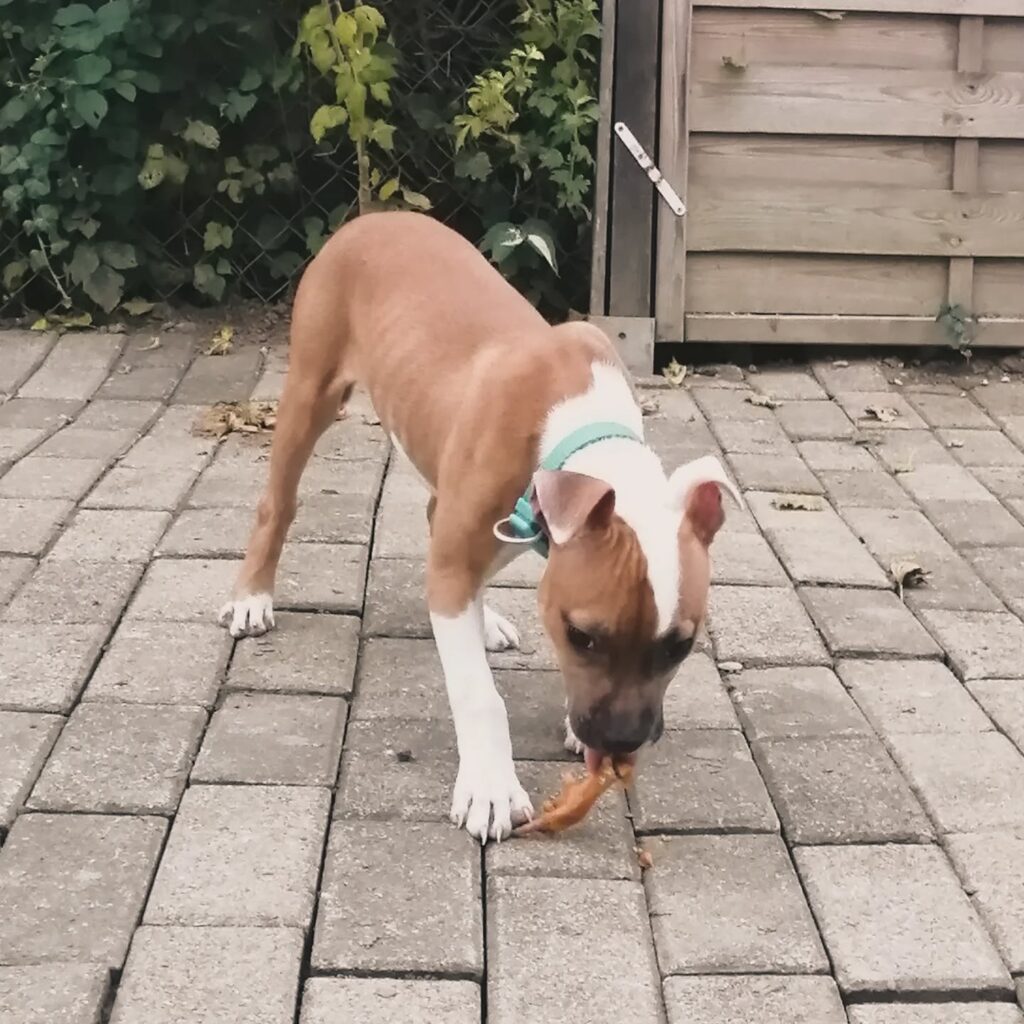 Baby