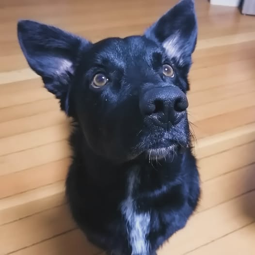 Kara
