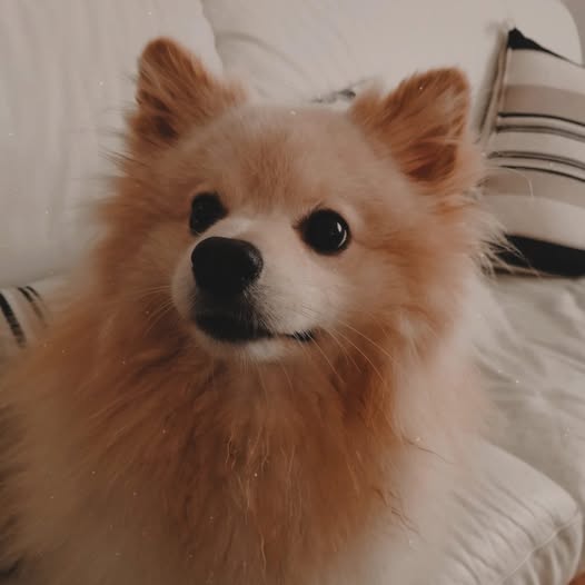 Teddy